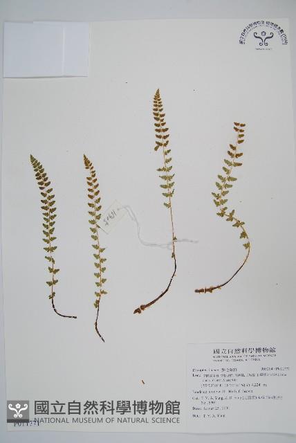 登錄號:P011771藏品圖，第1張