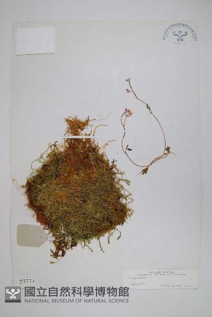 Accession Number:P003771 Collection Image, Figure 1, Total 2 Figures