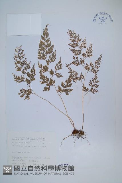 日本金粉蕨藏品圖，第1張