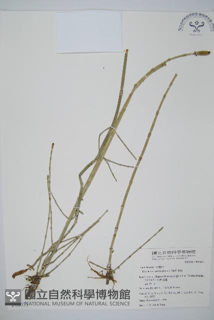 木賊藏品圖，第1張