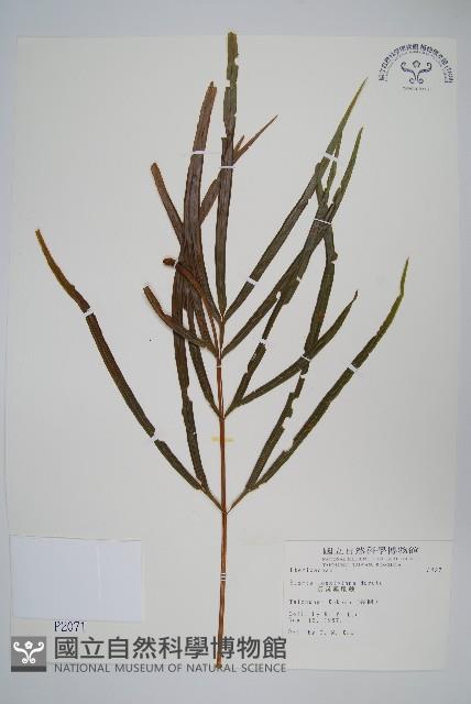 長葉鳳尾蕨藏品圖，第1張