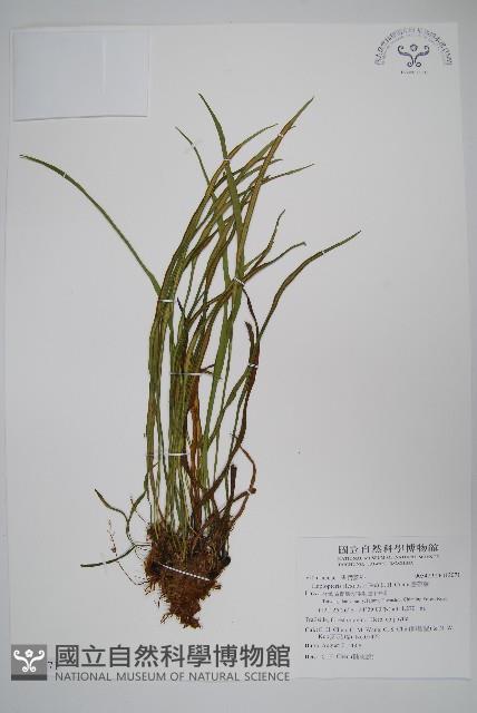 書帶蕨藏品圖，第1張