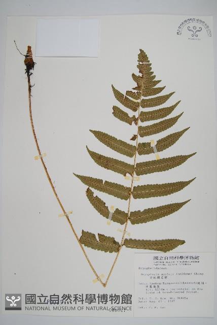 史氏鱗毛蕨藏品圖，第1張