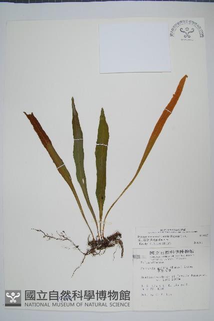 玉山石葦藏品圖，第1張