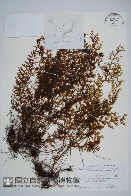 登錄號:P011071藏品圖，第1張