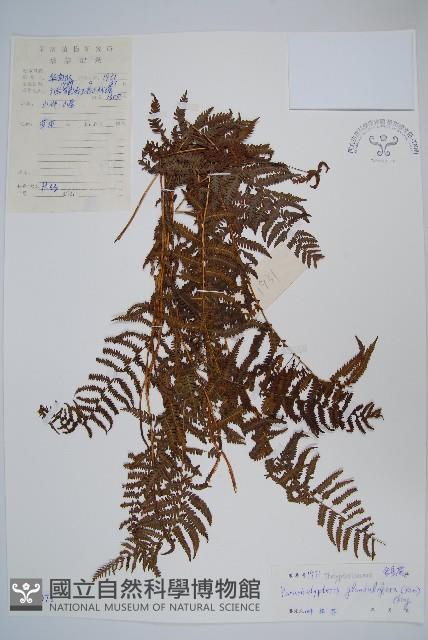 密腺副金星蕨藏品圖，第1張