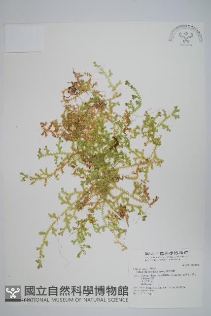 疏葉卷柏藏品圖，第1張