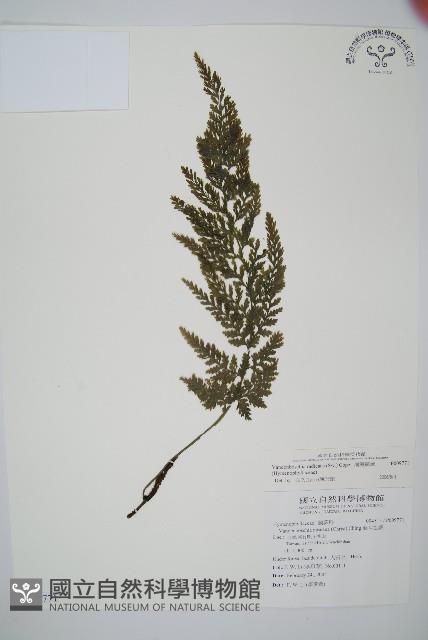 南海瓶蕨藏品圖，第1張