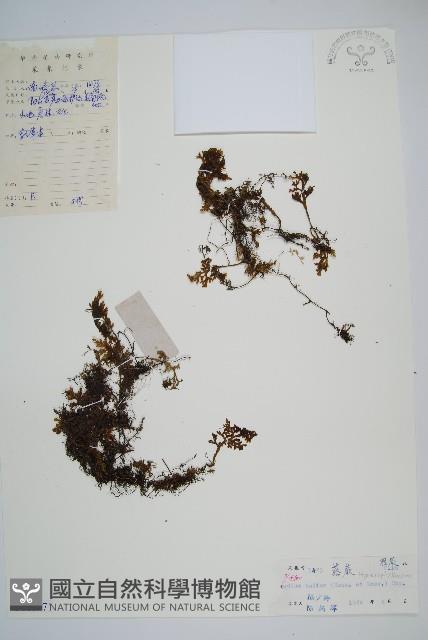 蕗蕨藏品圖，第1張