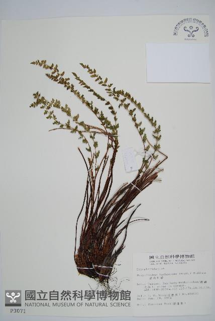 高山耳蕨藏品圖，第1張