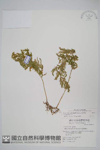 異葉卷柏藏品圖，第1張