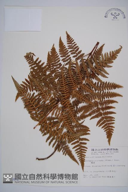 姬蕨藏品圖，第1張
