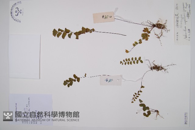 團羽鐵線蕨、團葉鐵線蕨、對葉鐵線蕨藏品圖，第1張