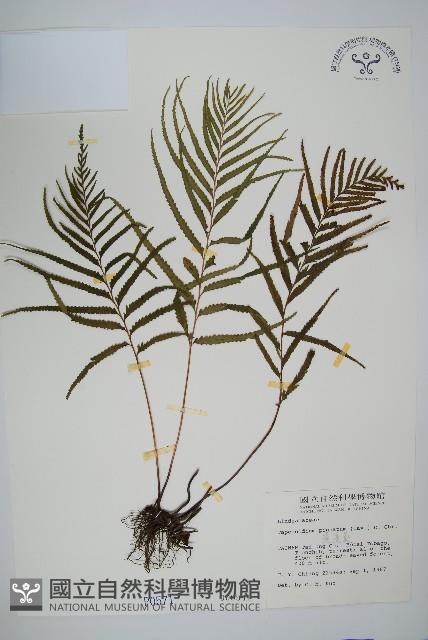 達邊蕨藏品圖，第1張