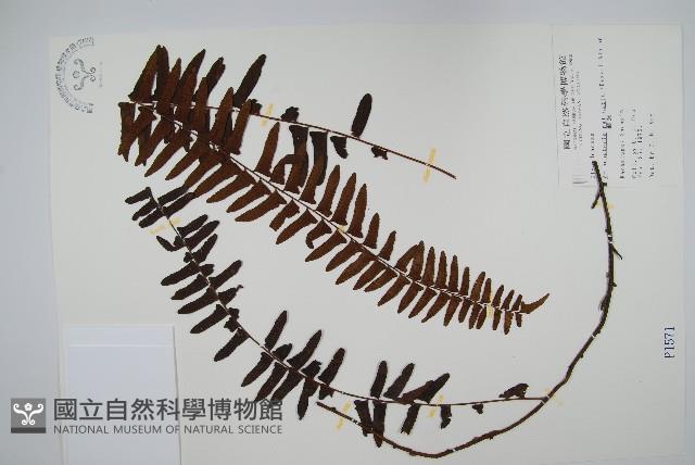 藤蕨藏品圖，第1張