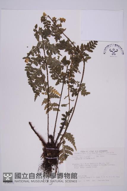 大鐵角蕨藏品圖，第1張