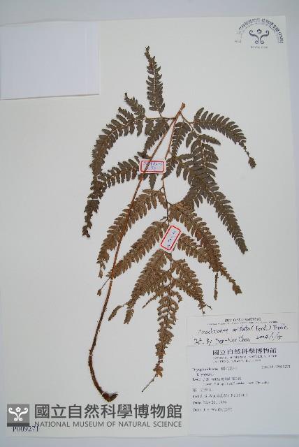 細葉複葉耳蕨藏品圖，第1張