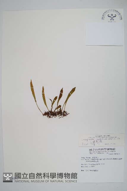 小葉劍蕨藏品圖，第1張