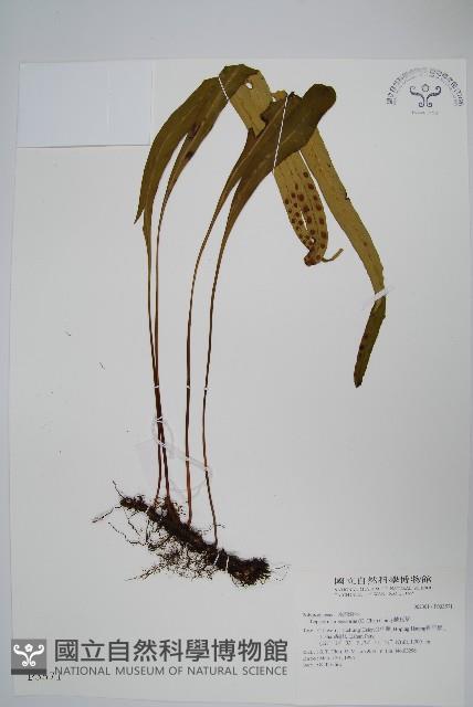 鱗瓦葦、長柄瓦葦藏品圖，第1張