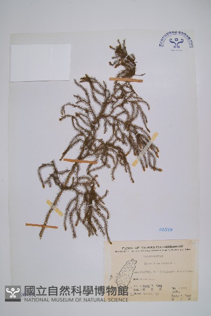 過山龍藏品圖，第1張