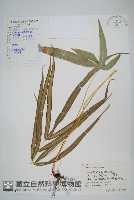 鳳尾蕨藏品圖，第1張