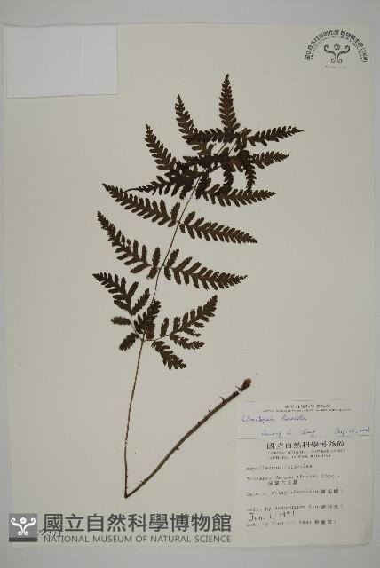 薄葉擬肋毛蕨藏品圖，第1張