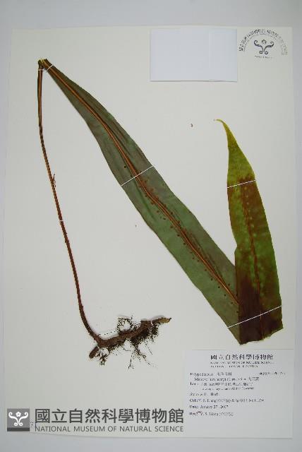 大星蕨藏品圖，第1張