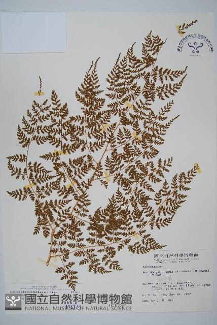 亞德氏蹄蓋蕨、假冷蕨藏品圖，第1張