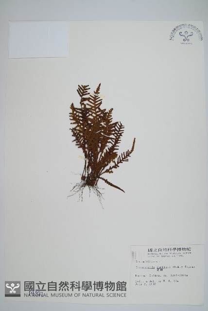 蒿蕨藏品圖，第1張
