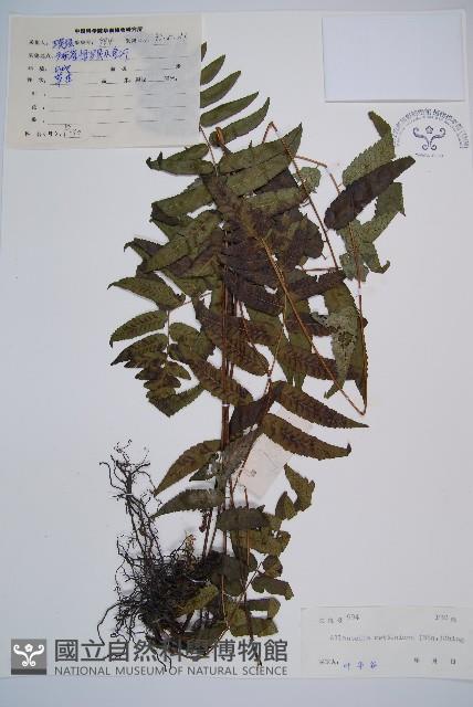 江南短腸蕨藏品圖，第1張