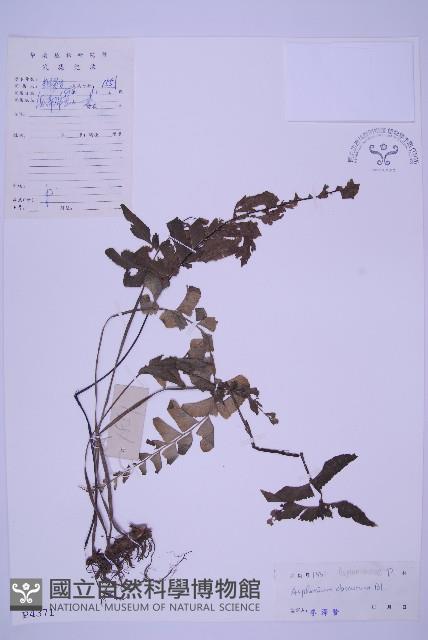 綠柄剪葉鐵角蕨藏品圖，第1張