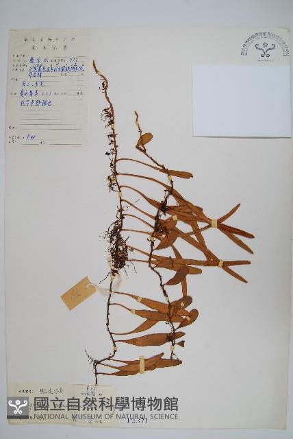 抱樹石葦藏品圖，第1張