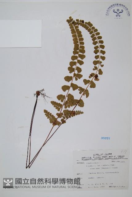 海島陵齒蕨藏品圖，第1張