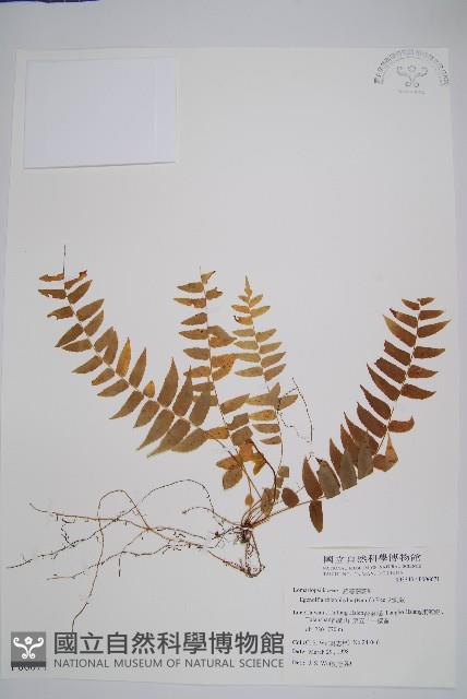 大刺蕨藏品圖，第1張