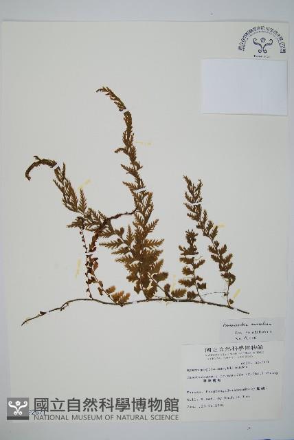 瓶蕨藏品圖，第1張