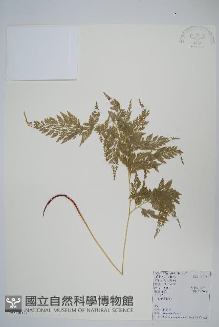 日本金粉蕨藏品圖，第1張