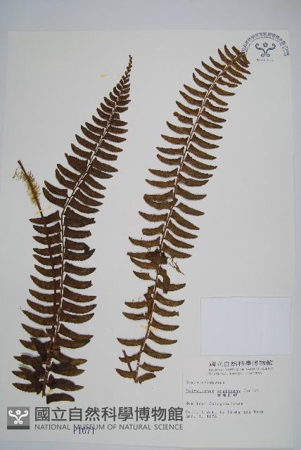 臺東耳蕨藏品圖，第1張