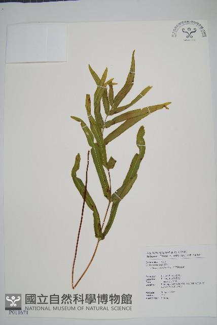 箭葉鱗始蕨藏品圖，第1張