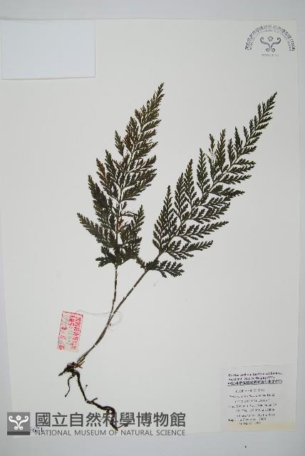 管苞瓶蕨藏品圖，第1張