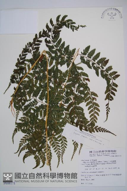 山蹄蓋蕨藏品圖，第1張