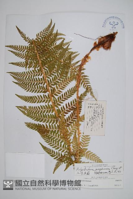 工布耳蕨藏品圖，第1張