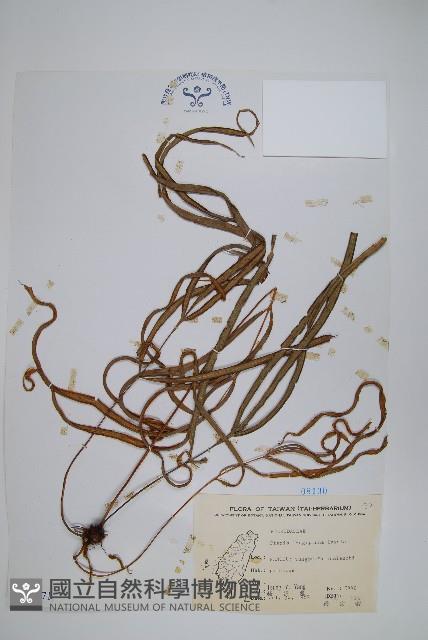 長葉鳳尾蕨藏品圖，第1張