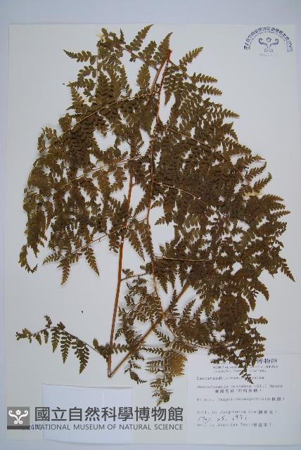 刺柄碗蕨藏品圖，第1張