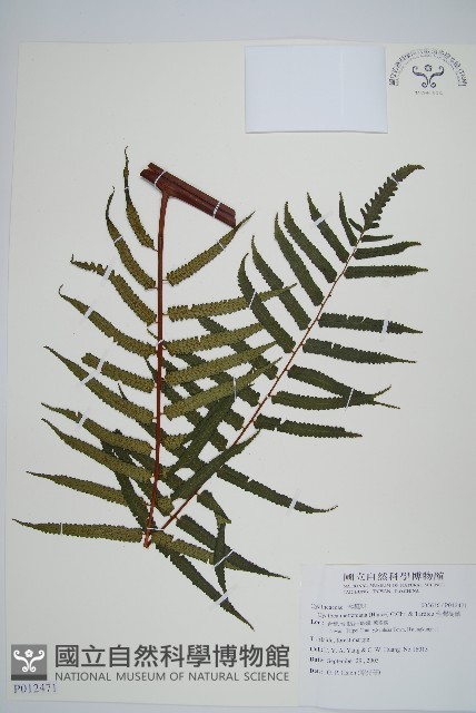 台灣樹蕨藏品圖，第1張
