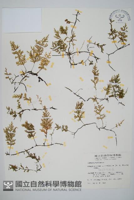 翅柄假膜蕨藏品圖，第1張