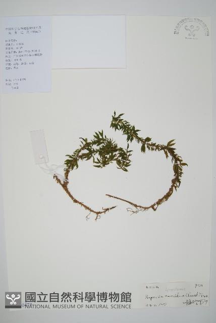 千層塔藏品圖，第1張