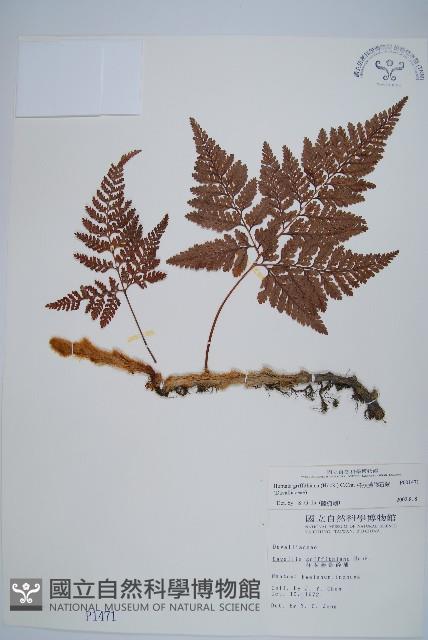 杯狀蓋陰石蕨藏品圖，第1張