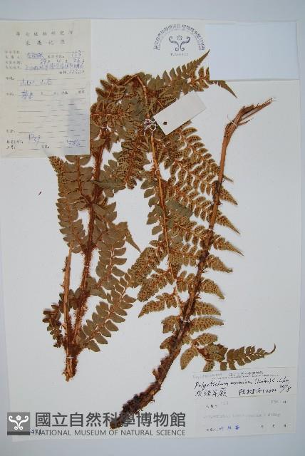 阿里山耳蕨藏品圖，第1張