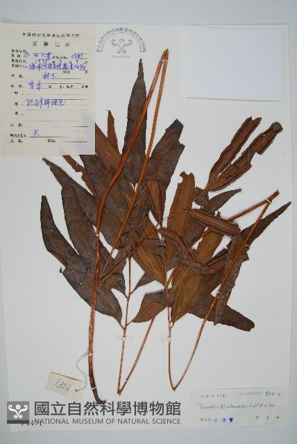 竹葉蕨藏品圖，第1張