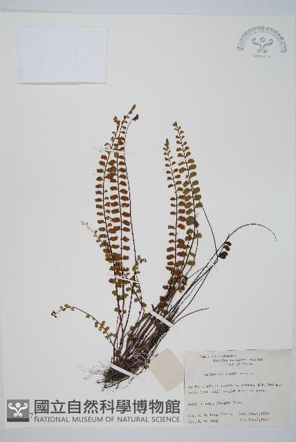 鐵角蕨藏品圖，第1張